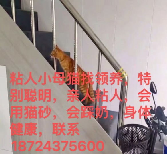 猫招领养