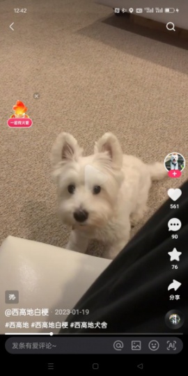 出售国外犬西高地一只
