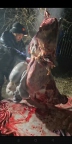 20241120新杀新鲜肉